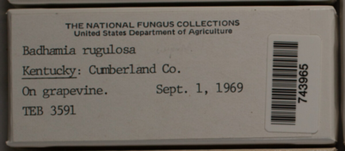 Badhamia rugulosa image